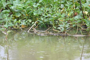 Nehir kıyısında ıspanak. Diğer yaygın adı Ipomoea aquatica ve kangkung. Bu yarı suda yetişen bir tropikal bitki. Yumuşak filizleri için elverişli. Su yolu yakınlarında bol bol yetişir..
