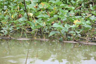 Nehir kıyısında ıspanak. Diğer yaygın adı Ipomoea aquatica ve kangkung. Bu yarı suda yetişen bir tropikal bitki. Yumuşak filizleri için elverişli. Su yolu yakınlarında bol bol yetişir..