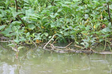 Nehir kıyısında ıspanak. Diğer yaygın adı Ipomoea aquatica ve kangkung. Bu yarı suda yetişen bir tropikal bitki. Yumuşak filizleri için elverişli. Su yolu yakınlarında bol bol yetişir..