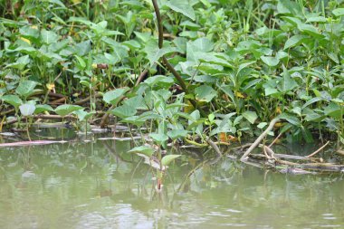 Nehir kıyısında ıspanak. Diğer yaygın adı Ipomoea aquatica ve kangkung. Bu yarı suda yetişen bir tropikal bitki. Yumuşak filizleri için elverişli. Su yolu yakınlarında bol bol yetişir..