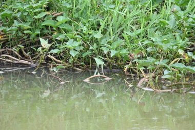 Nehir kıyısında ıspanak. Diğer yaygın adı Ipomoea aquatica ve kangkung. Bu yarı suda yetişen bir tropikal bitki. Yumuşak filizleri için elverişli. Su yolu yakınlarında bol bol yetişir..