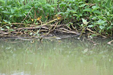 Nehir kıyısında ıspanak. Diğer yaygın adı Ipomoea aquatica ve kangkung. Bu yarı suda yetişen bir tropikal bitki. Yumuşak filizleri için elverişli. Su yolu yakınlarında bol bol yetişir..