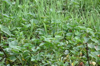 Nehir kıyısında ıspanak. Diğer yaygın adı Ipomoea aquatica ve kangkung. Bu yarı suda yetişen bir tropikal bitki. Yumuşak filizleri için elverişli. Su yolu yakınlarında bol bol yetişir..