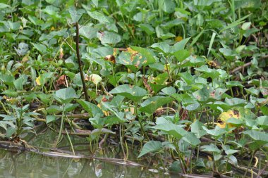 Nehir kıyısında ıspanak. Diğer yaygın adı Ipomoea aquatica ve kangkung. Bu yarı suda yetişen bir tropikal bitki. Yumuşak filizleri için elverişli. Su yolu yakınlarında bol bol yetişir..