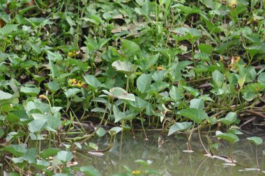 Nehir kıyısında ıspanak. Diğer yaygın adı Ipomoea aquatica ve kangkung. Bu yarı suda yetişen bir tropikal bitki. Yumuşak filizleri için elverişli. Su yolu yakınlarında bol bol yetişir..