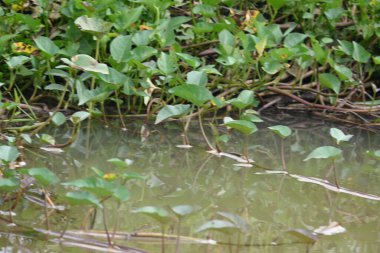 Nehir kıyısında ıspanak. Diğer yaygın adı Ipomoea aquatica ve kangkung. Bu yarı suda yetişen bir tropikal bitki. Yumuşak filizleri için elverişli. Su yolu yakınlarında bol bol yetişir..