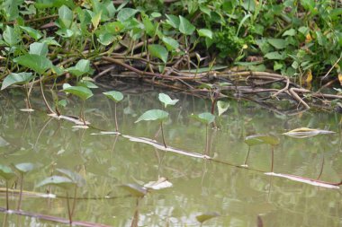 Nehir kıyısında ıspanak. Diğer yaygın adı Ipomoea aquatica ve kangkung. Bu yarı suda yetişen bir tropikal bitki. Yumuşak filizleri için elverişli. Su yolu yakınlarında bol bol yetişir..