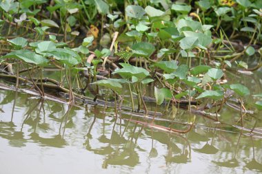 Nehir kıyısında ıspanak. Diğer yaygın adı Ipomoea aquatica ve kangkung. Bu yarı suda yetişen bir tropikal bitki. Yumuşak filizleri için elverişli. Su yolu yakınlarında bol bol yetişir..