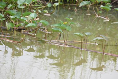 Nehir kıyısında ıspanak. Diğer yaygın adı Ipomoea aquatica ve kangkung. Bu yarı suda yetişen bir tropikal bitki. Yumuşak filizleri için elverişli. Su yolu yakınlarında bol bol yetişir..