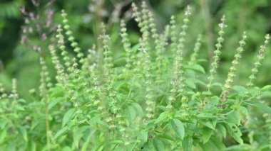 Ocimum amerikan fabrikası. Yaygın adı Amerikan fesleğeni, limon fesleğeni ve ağarmış fesleğen. Bu, Lamiaceae familyasının yıllık bitki türüdür..