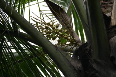Ağaçta çiçekli küçük hindistan cevizi meyvesi. Hindistan cevizi palmiyesi infloresansı, küçük, yeşil, düğmeli sahne meyvelerinin küçük, sarımsı yeşil çiçek tomurcukları ve dallar arasında bir küme olduğunu gösteriyor..