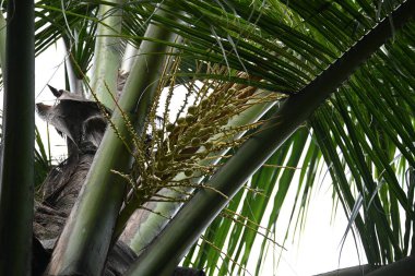 Ağaçta çiçekli küçük hindistan cevizi meyvesi. Hindistan cevizi palmiyesi infloresansı, küçük, yeşil, düğmeli sahne meyvelerinin küçük, sarımsı yeşil çiçek tomurcukları ve dallar arasında bir küme olduğunu gösteriyor..