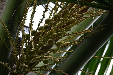Ağaçta çiçekli küçük hindistan cevizi meyvesi. Hindistan cevizi palmiyesi infloresansı, küçük, yeşil, düğmeli sahne meyvelerinin küçük, sarımsı yeşil çiçek tomurcukları ve dallar arasında bir küme olduğunu gösteriyor..