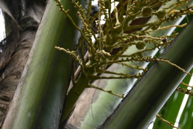 Ağaçta çiçekli küçük hindistan cevizi meyvesi. Hindistan cevizi palmiyesi infloresansı, küçük, yeşil, düğmeli sahne meyvelerinin küçük, sarımsı yeşil çiçek tomurcukları ve dallar arasında bir küme olduğunu gösteriyor..