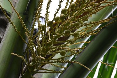 Ağaçta çiçekli küçük hindistan cevizi meyvesi. Hindistan cevizi palmiyesi infloresansı, küçük, yeşil, düğmeli sahne meyvelerinin küçük, sarımsı yeşil çiçek tomurcukları ve dallar arasında bir küme olduğunu gösteriyor..