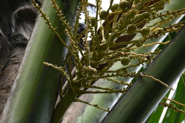 Ağaçta çiçekli küçük hindistan cevizi meyvesi. Hindistan cevizi palmiyesi infloresansı, küçük, yeşil, düğmeli sahne meyvelerinin küçük, sarımsı yeşil çiçek tomurcukları ve dallar arasında bir küme olduğunu gösteriyor..