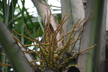 Ağaçta çiçekli küçük hindistan cevizi meyvesi. Hindistan cevizi palmiyesi infloresansı, küçük, yeşil, düğmeli sahne meyvelerinin küçük, sarımsı yeşil çiçek tomurcukları ve dallar arasında bir küme olduğunu gösteriyor..
