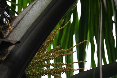 Ağaçta çiçekli küçük hindistan cevizi meyvesi. Hindistan cevizi palmiyesi infloresansı, küçük, yeşil, düğmeli sahne meyvelerinin küçük, sarımsı yeşil çiçek tomurcukları ve dallar arasında bir küme olduğunu gösteriyor..