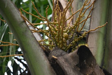 Ağaçta çiçekli küçük hindistan cevizi meyvesi. Hindistan cevizi palmiyesi infloresansı, küçük, yeşil, düğmeli sahne meyvelerinin küçük, sarımsı yeşil çiçek tomurcukları ve dallar arasında bir küme olduğunu gösteriyor..