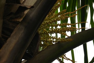 Ağaçta çiçekli küçük hindistan cevizi meyvesi. Hindistan cevizi palmiyesi infloresansı, küçük, yeşil, düğmeli sahne meyvelerinin küçük, sarımsı yeşil çiçek tomurcukları ve dallar arasında bir küme olduğunu gösteriyor..