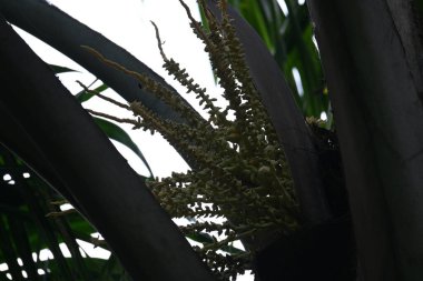 Ağaçta çiçekli küçük hindistan cevizi meyvesi. Hindistan cevizi palmiyesi infloresansı, küçük, yeşil, düğmeli sahne meyvelerinin küçük, sarımsı yeşil çiçek tomurcukları ve dallar arasında bir küme olduğunu gösteriyor..
