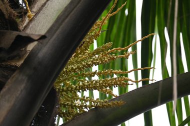 Ağaçta çiçekli küçük hindistan cevizi meyvesi. Hindistan cevizi palmiyesi infloresansı, küçük, yeşil, düğmeli sahne meyvelerinin küçük, sarımsı yeşil çiçek tomurcukları ve dallar arasında bir küme olduğunu gösteriyor..