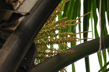 Ağaçta çiçekli küçük hindistan cevizi meyvesi. Hindistan cevizi palmiyesi infloresansı, küçük, yeşil, düğmeli sahne meyvelerinin küçük, sarımsı yeşil çiçek tomurcukları ve dallar arasında bir küme olduğunu gösteriyor..