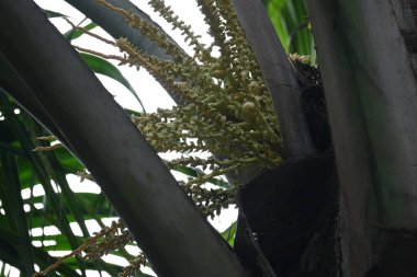 Ağaçta çiçekli küçük hindistan cevizi meyvesi. Hindistan cevizi palmiyesi infloresansı, küçük, yeşil, düğmeli sahne meyvelerinin küçük, sarımsı yeşil çiçek tomurcukları ve dallar arasında bir küme olduğunu gösteriyor..