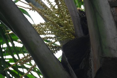 Ağaçta çiçekli küçük hindistan cevizi meyvesi. Hindistan cevizi palmiyesi infloresansı, küçük, yeşil, düğmeli sahne meyvelerinin küçük, sarımsı yeşil çiçek tomurcukları ve dallar arasında bir küme olduğunu gösteriyor..