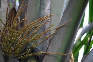 Ağaçta çiçekli küçük hindistan cevizi meyvesi. Hindistan cevizi palmiyesi infloresansı, küçük, yeşil, düğmeli sahne meyvelerinin küçük, sarımsı yeşil çiçek tomurcukları ve dallar arasında bir küme olduğunu gösteriyor..