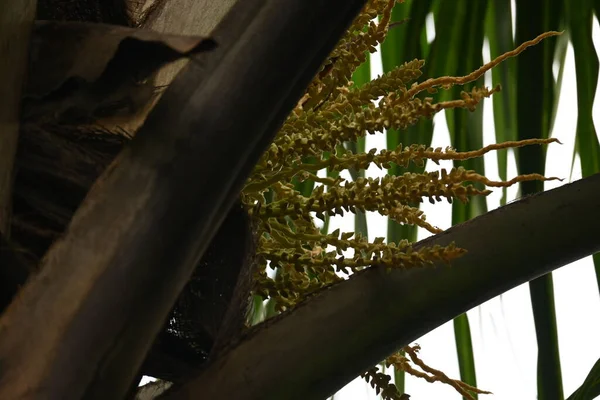 Ağaçta çiçekli küçük hindistan cevizi meyvesi. Hindistan cevizi palmiyesi infloresansı, küçük, yeşil, düğmeli sahne meyvelerinin küçük, sarımsı yeşil çiçek tomurcukları ve dallar arasında bir küme olduğunu gösteriyor..