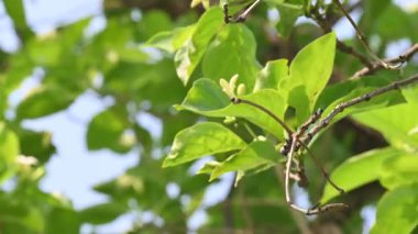Morinda citrifolia ağacı çiçeği. Kahve familyasından meyve taşıyan bir ağaç. Bilinen adı: Morinda, Hint dutu, noni, plaj dutu, kusmuk meyvesi, ağız ağacı ve peynir..