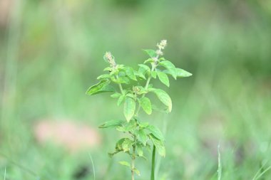 Ocimum amerikan fabrikası. Yaygın adı Amerikan fesleğeni, limon fesleğeni ve ağarmış fesleğen. Lamiaceae familyasından yıllık bir bitki türüdür..