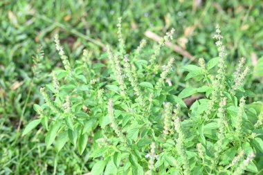 Ocimum amerikan fabrikası. Yaygın adı Amerikan fesleğeni, limon fesleğeni ve ağarmış fesleğen. Lamiaceae familyasından yıllık bir bitki türüdür..