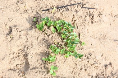 Makrotilom uniflorum bitkileri. Yaygın olarak kullanılan bir isim olan gram, kulthi fasülyesi, gahat, hurali ve Madras gram. Güney Asya 'ya özgü bir baklagil türü. Tomurcuklanmış tahıllar ya da yayılmış nabızlar.