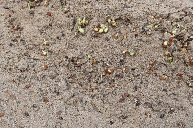Sand 'de Macrotyloma uniflorum filizlenmiş. Yaygın adları; at büyükannesi, kulthi fasulyesi, gahat, hurali ve Madras gram. Güney Asya 'ya özgü bir baklagil türü. Tomurcuklanmış tahıllar ya da yayılmış nabızlar.