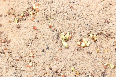 Sand 'de Macrotyloma uniflorum filizlenmiş. Yaygın adları; at büyükannesi, kulthi fasulyesi, gahat, hurali ve Madras gram. Güney Asya 'ya özgü bir baklagil türü. Tomurcuklanmış tahıllar ya da yayılmış nabızlar.