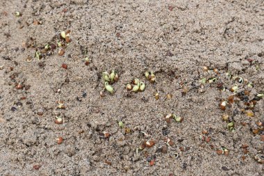 Sand 'de Macrotyloma uniflorum filizlenmiş. Yaygın adları; at büyükannesi, kulthi fasulyesi, gahat, hurali ve Madras gram. Güney Asya 'ya özgü bir baklagil türü. Tomurcuklanmış tahıllar ya da yayılmış nabızlar.