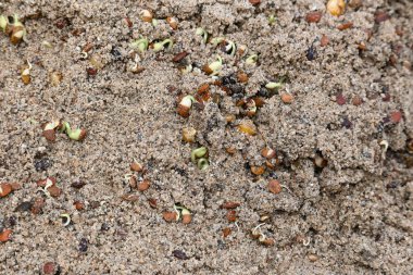 Sand 'de Macrotyloma uniflorum filizlenmiş. Yaygın adları; at büyükannesi, kulthi fasulyesi, gahat, hurali ve Madras gram. Güney Asya 'ya özgü bir baklagil türü. Tomurcuklanmış tahıllar ya da yayılmış nabızlar.