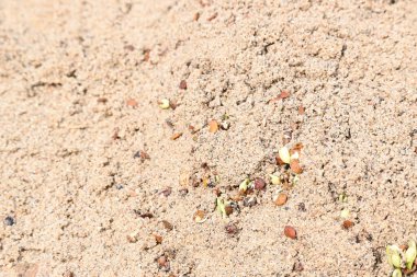 Sand 'de Macrotyloma uniflorum filizlenmiş. Yaygın adları; at büyükannesi, kulthi fasulyesi, gahat, hurali ve Madras gram. Güney Asya 'ya özgü bir baklagil türü. Tomurcuklanmış tahıllar ya da yayılmış nabızlar.