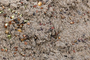 Sand 'de Macrotyloma uniflorum filizlenmiş. Yaygın adları; at büyükannesi, kulthi fasulyesi, gahat, hurali ve Madras gram. Güney Asya 'ya özgü bir baklagil türü. Tomurcuklanmış tahıllar ya da yayılmış nabızlar.