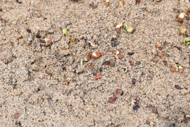 Sand 'de Macrotyloma uniflorum filizlenmiş. Yaygın adları; at büyükannesi, kulthi fasulyesi, gahat, hurali ve Madras gram. Güney Asya 'ya özgü bir baklagil türü. Tomurcuklanmış tahıllar ya da yayılmış nabızlar.