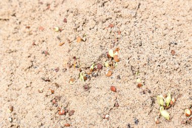 Sand 'de Macrotyloma uniflorum filizlenmiş. Yaygın adları; at büyükannesi, kulthi fasulyesi, gahat, hurali ve Madras gram. Güney Asya 'ya özgü bir baklagil türü. Tomurcuklanmış tahıllar ya da yayılmış nabızlar.