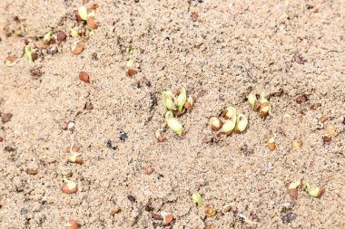 Sand 'de Macrotyloma uniflorum filizlenmiş. Yaygın adları; at büyükannesi, kulthi fasulyesi, gahat, hurali ve Madras gram. Güney Asya 'ya özgü bir baklagil türü. Tomurcuklanmış tahıllar ya da yayılmış nabızlar.