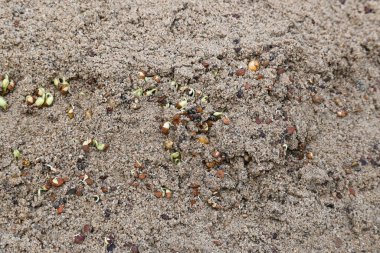 Sand 'de Macrotyloma uniflorum filizlenmiş. Yaygın adları; at büyükannesi, kulthi fasulyesi, gahat, hurali ve Madras gram. Güney Asya 'ya özgü bir baklagil türü. Tomurcuklanmış tahıllar ya da yayılmış nabızlar.