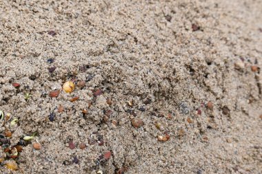 Sand 'de Macrotyloma uniflorum filizlenmiş. Yaygın adları; at büyükannesi, kulthi fasulyesi, gahat, hurali ve Madras gram. Güney Asya 'ya özgü bir baklagil türü. Tomurcuklanmış tahıllar ya da yayılmış nabızlar.