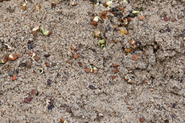Sand 'de Macrotyloma uniflorum filizlenmiş. Yaygın adları; at büyükannesi, kulthi fasulyesi, gahat, hurali ve Madras gram. Güney Asya 'ya özgü bir baklagil türü. Tomurcuklanmış tahıllar ya da yayılmış nabızlar.