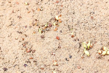 Sand 'de Macrotyloma uniflorum filizlenmiş. Yaygın adları; at büyükannesi, kulthi fasulyesi, gahat, hurali ve Madras gram. Güney Asya 'ya özgü bir baklagil türü. Tomurcuklanmış tahıllar ya da yayılmış nabızlar.