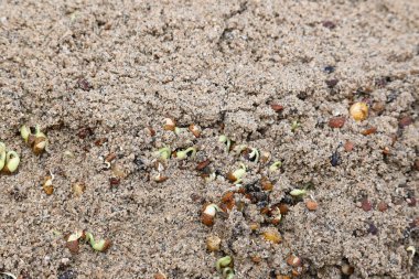 Sand 'de Macrotyloma uniflorum filizlenmiş. Yaygın adları; at büyükannesi, kulthi fasulyesi, gahat, hurali ve Madras gram. Güney Asya 'ya özgü bir baklagil türü. Tomurcuklanmış tahıllar ya da yayılmış nabızlar.