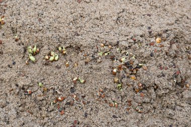 Sand 'de Macrotyloma uniflorum filizlenmiş. Yaygın adları; at büyükannesi, kulthi fasulyesi, gahat, hurali ve Madras gram. Güney Asya 'ya özgü bir baklagil türü. Tomurcuklanmış tahıllar ya da yayılmış nabızlar.